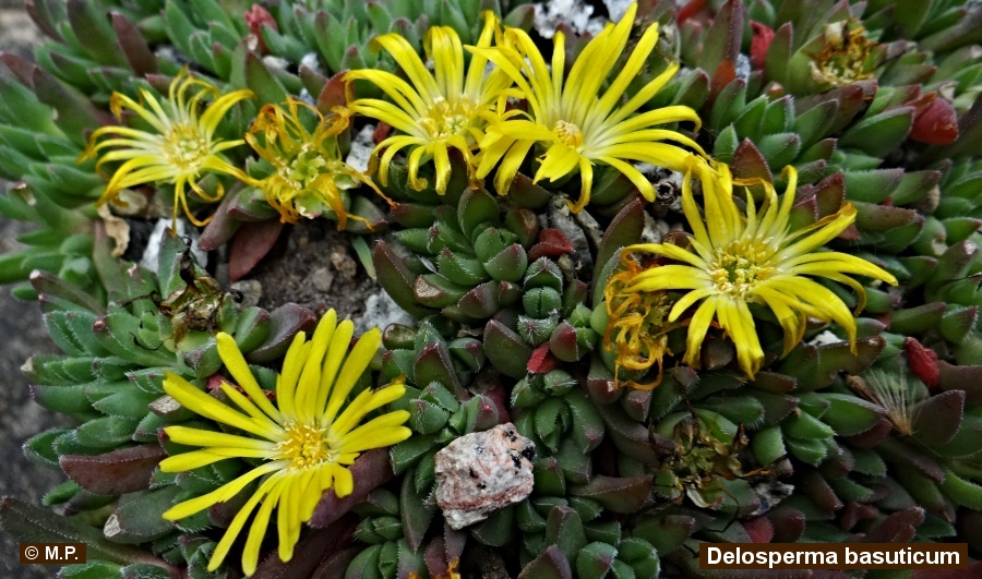 Delosperma basuticum